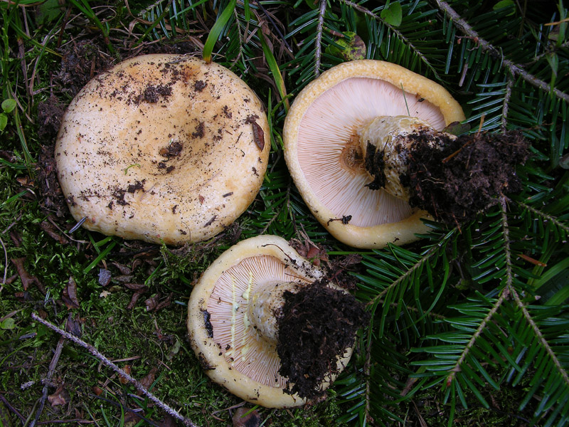 Lactarius intermedius?